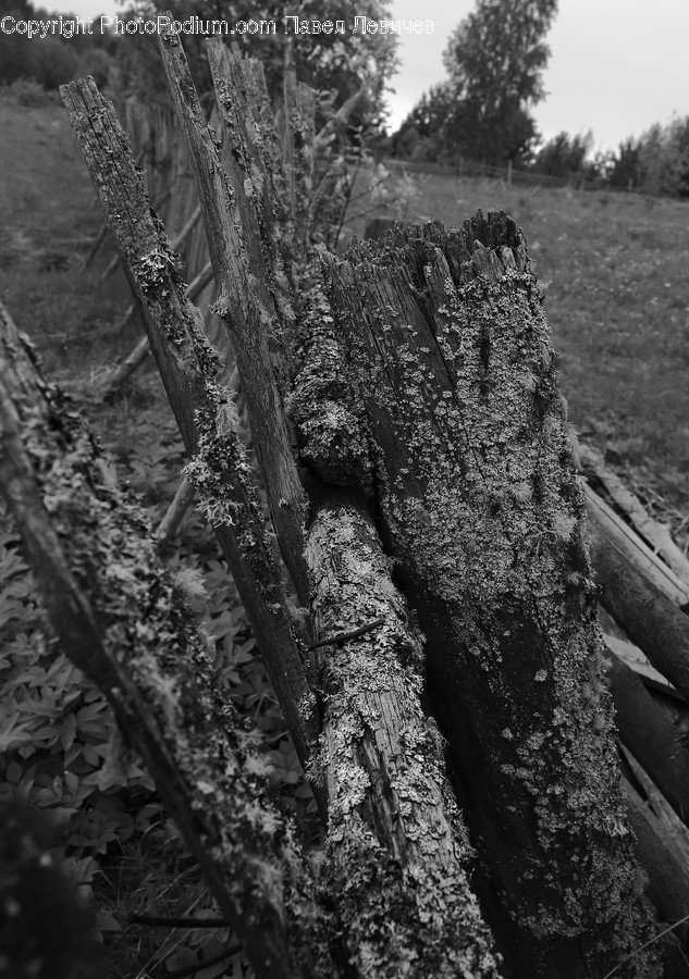 Plant, Tree, Wood, Tree Trunk, Ground