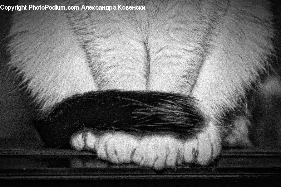 Asleep, Animal, Head, Portrait