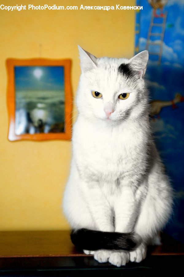 Animal, Cat, Mammal, Manx, Pet, Siamese, Abyssinian
