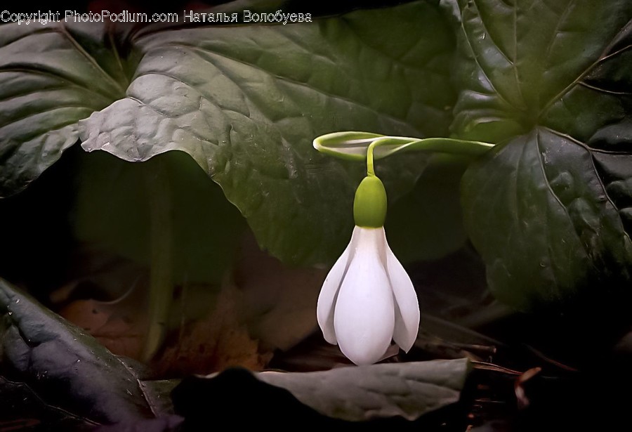 Plant, Blossom, Flower, Leaf, Bud