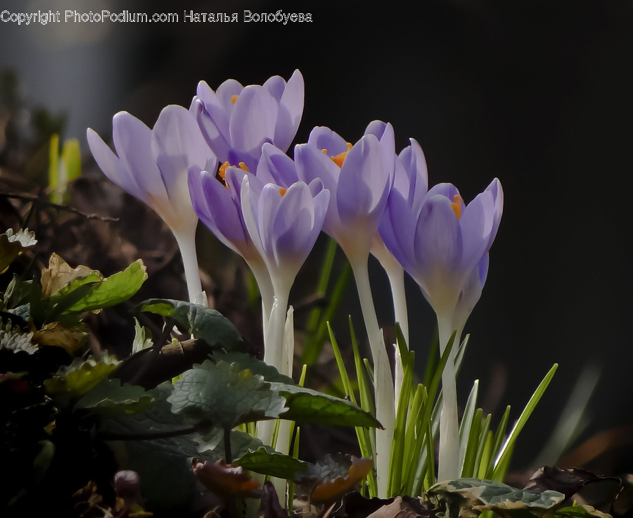 Plant, Flower, Blossom, Crocus, Jar