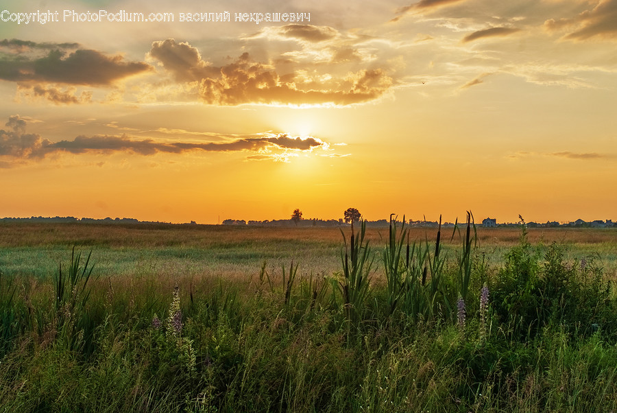 Nature, Outdoors, Field, Grassland, Sunlight