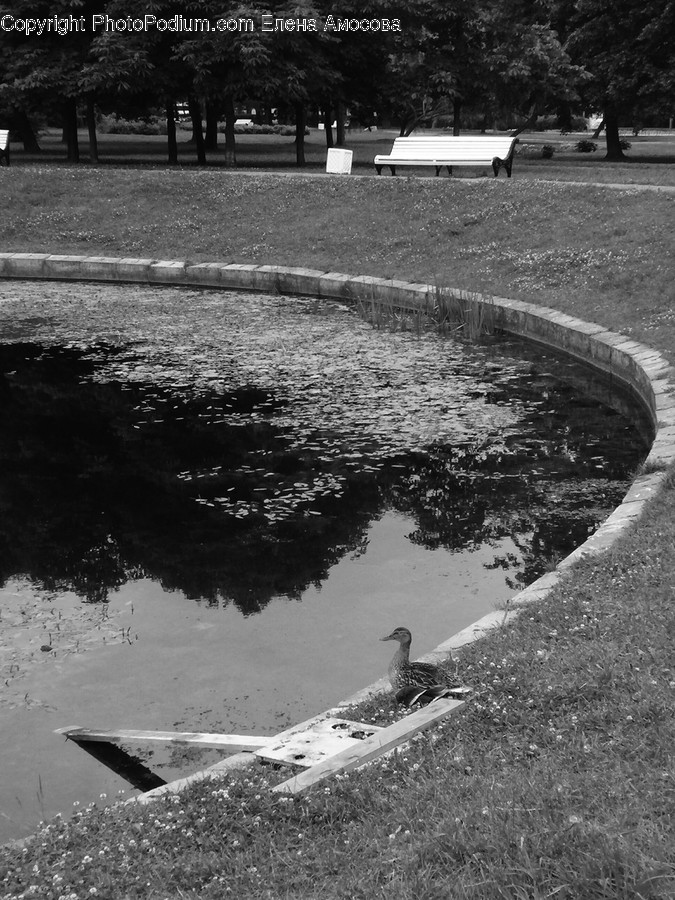 Water, Bench, Furniture, Outdoors, Bird
