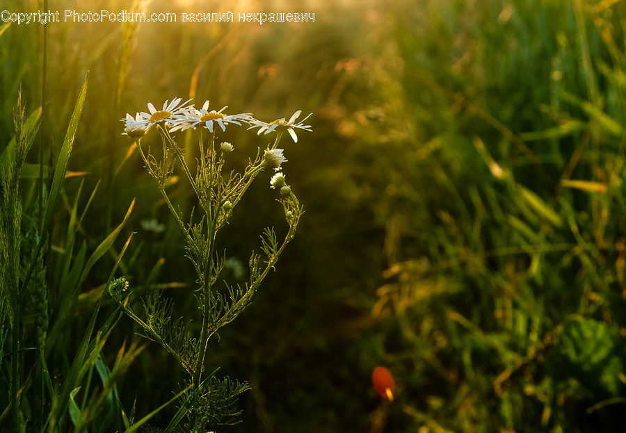Plant, Grass, Blossom, Flower, Daisies
