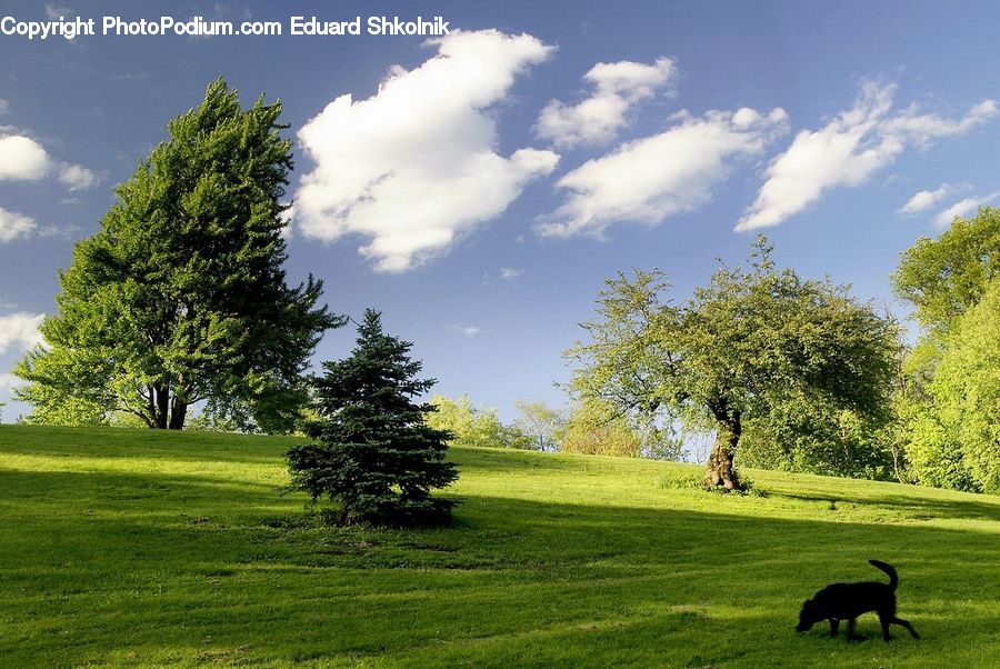 Field, Grass, Grassland, Land, Outdoors, Plant, Meadow