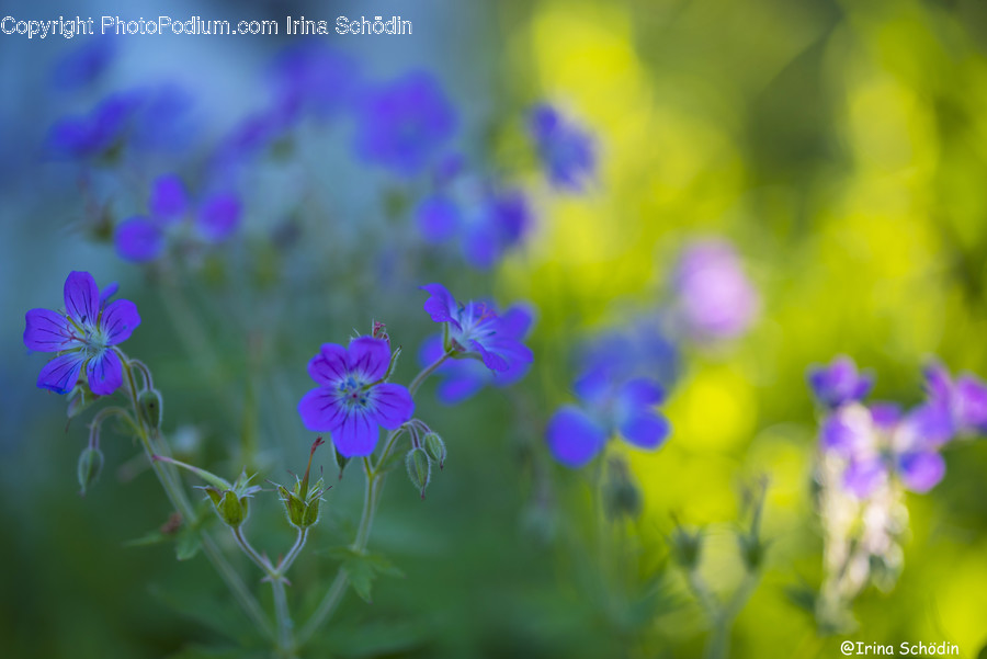 Flower, Blossom, Plant, Geranium