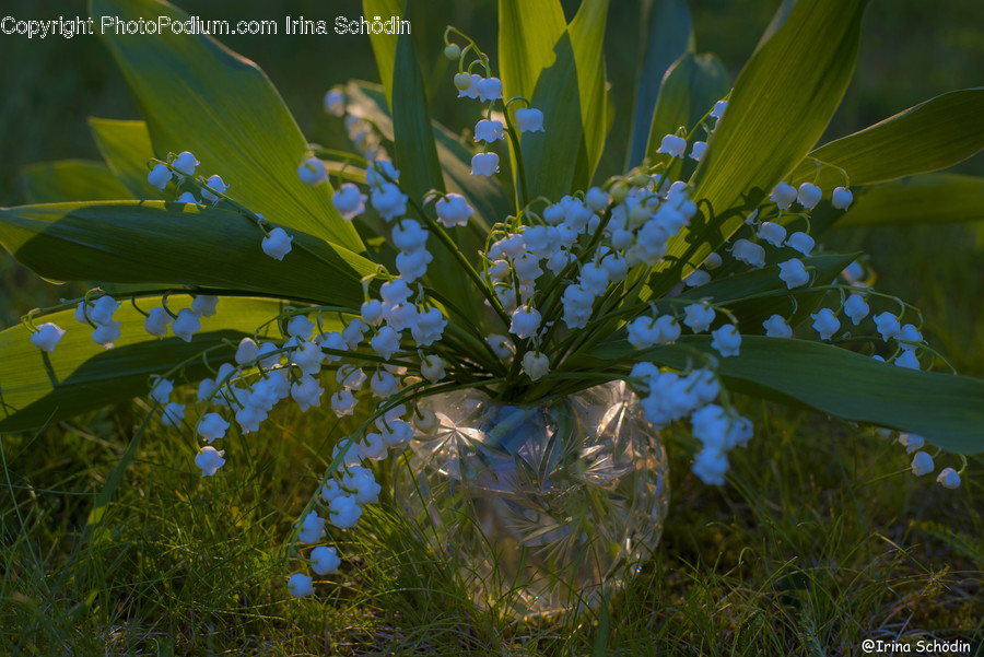 Plant, Blossom, Flower, Jar, Flower Arrangement