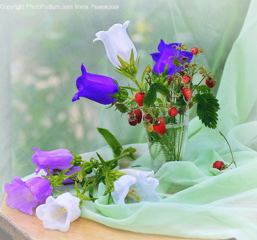 Plant, Flower, Blossom, Geranium, Flower Arrangement