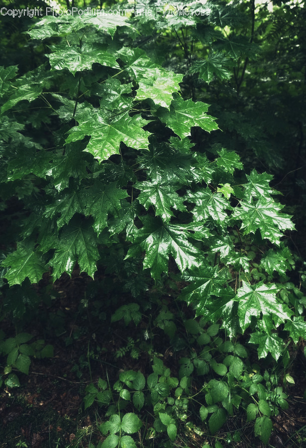 Leaf, Plant, Tree, Pottery, Vase