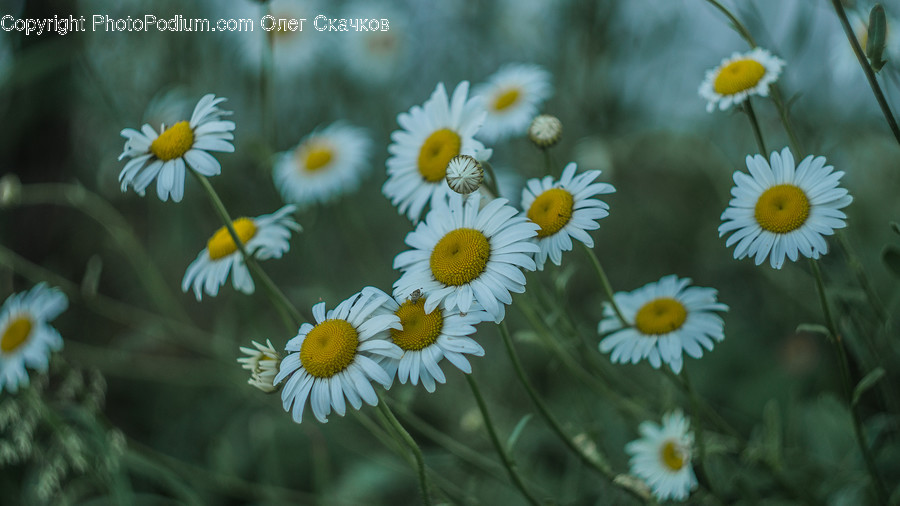 Daisy, Daisies, Blossom, Plant, Flower