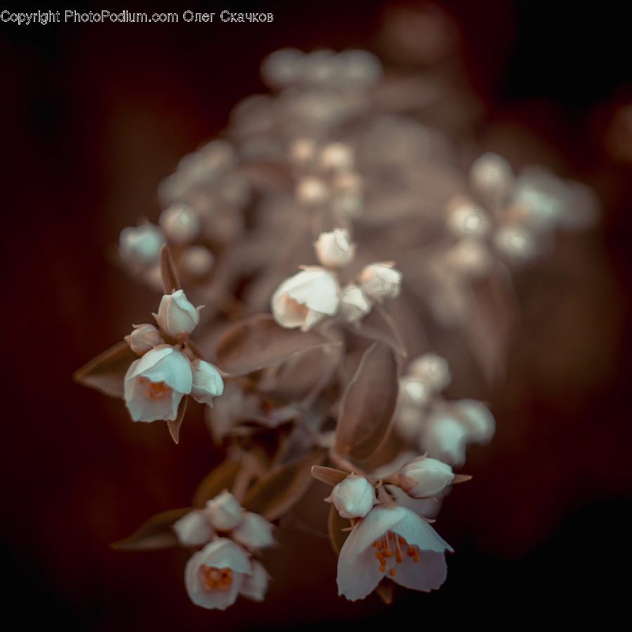 Plant, Blossom, Flower, Petal, Animal