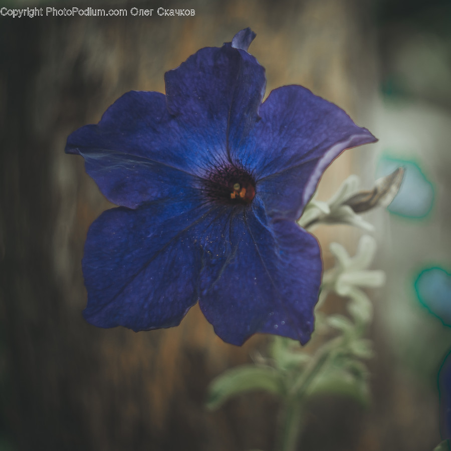 Flower, Blossom, Geranium, Plant, Flax