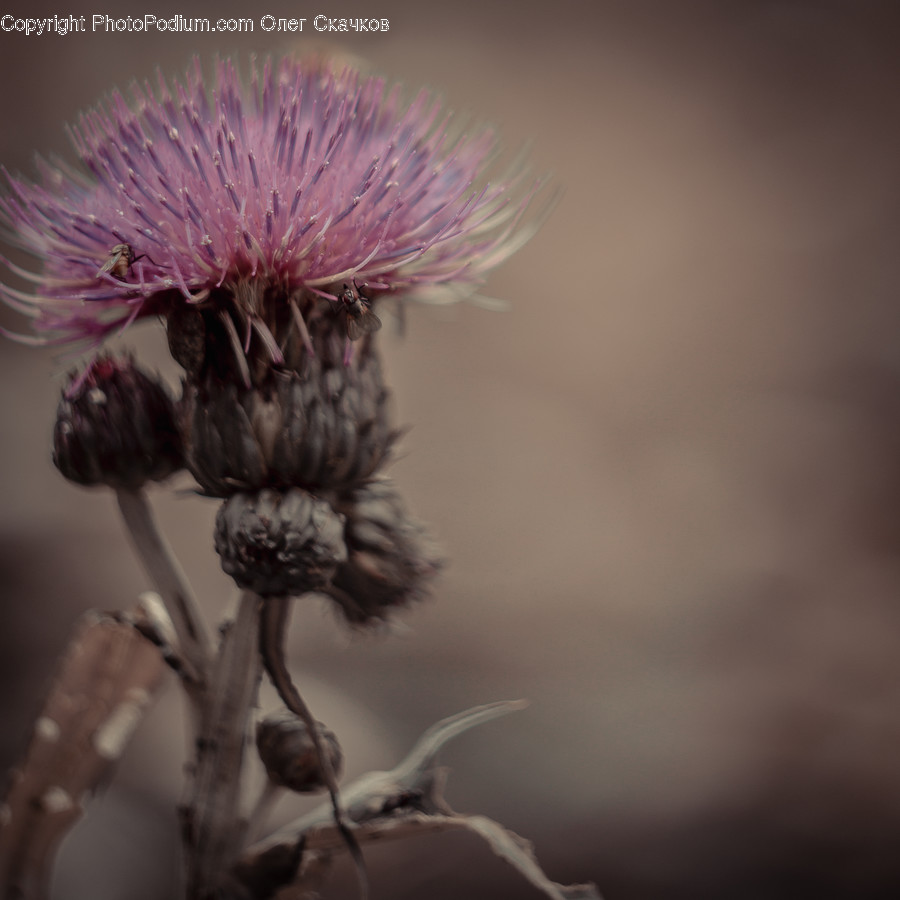 Plant, Blossom, Flower, Thistle, Animal