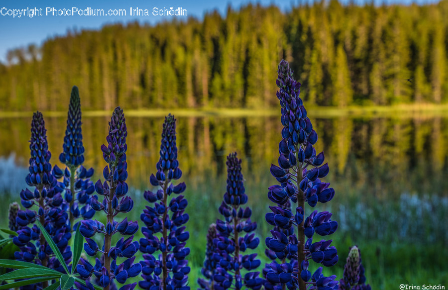 Plant, Flower, Lupin, Blossom, Tree
