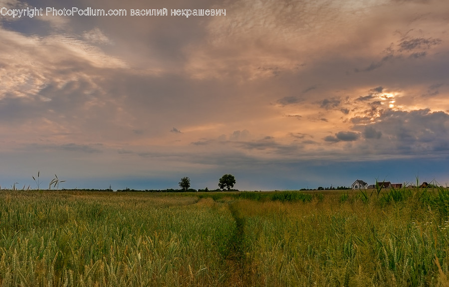 Grassland, Field, Outdoors, Nature, Savanna
