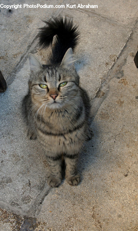 Animal, Cat, Kitten, Mammal, Pet, Manx, Dirt Road
