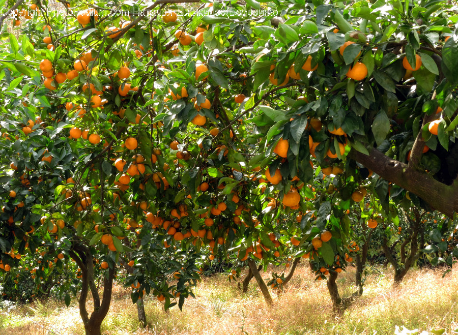 Plant, Citrus Fruit, Orange, Fruit, Food