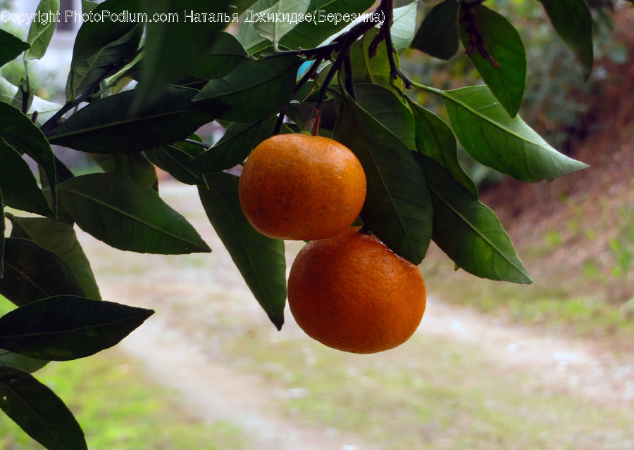 Plant, Fruit, Food, Produce, Leaf