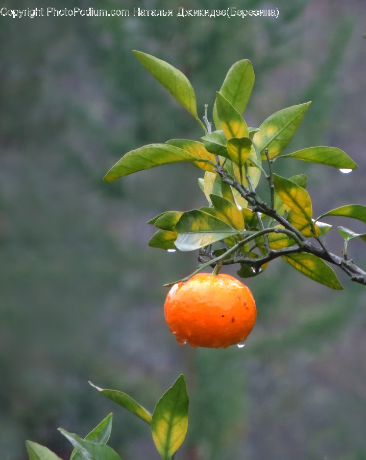 Fruit, Plant, Food, Citrus Fruit, Produce