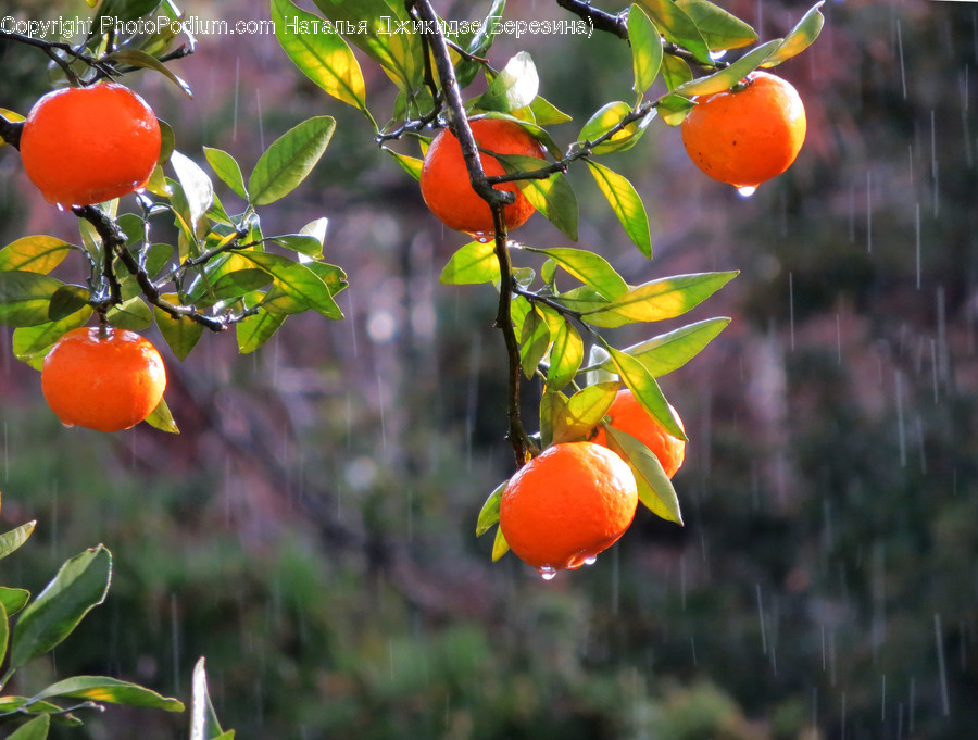 Plant, Produce, Food, Fruit, Persimmon