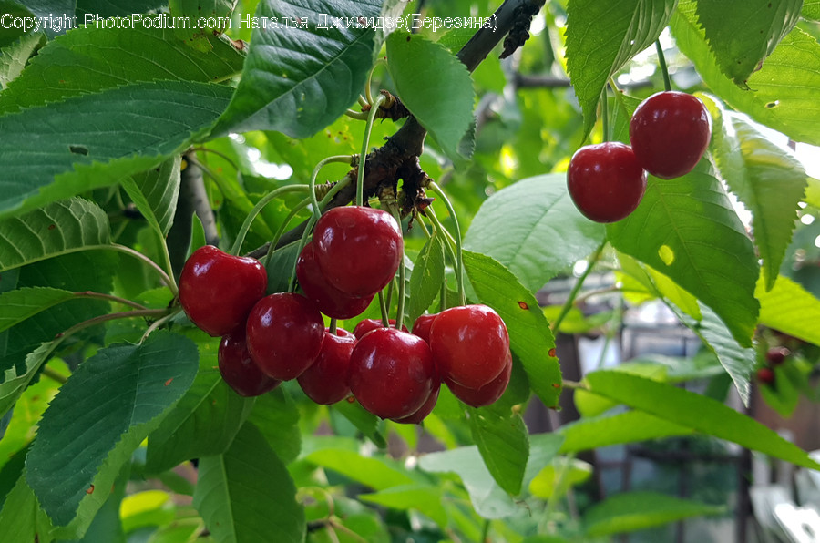 Plant, Food, Fruit, Cherry