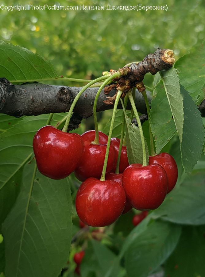 Plant, Fruit, Food, Lizard, Animal