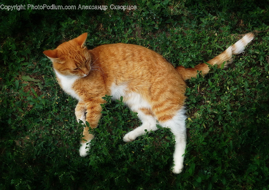 Mammal, Cat, Animal, Manx, Pet