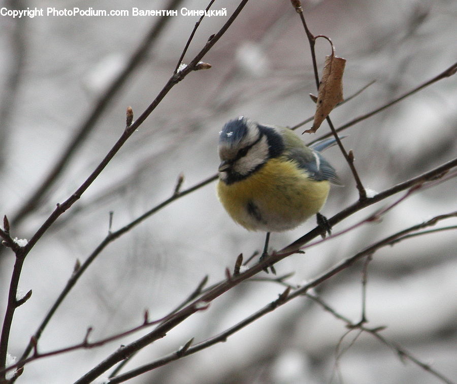 Bird, Blue Jay, Bluebird, Jay, Finch, Canary, Head