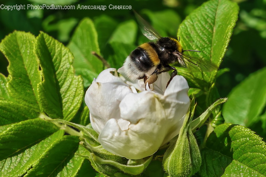 Invertebrate, Insect, Apidae, Animal, Bee