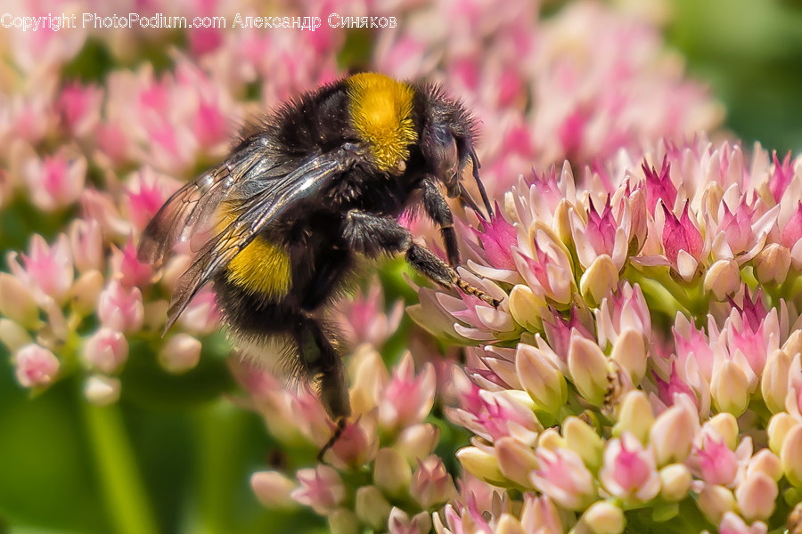 Honey Bee, Invertebrate, Animal, Insect, Bee