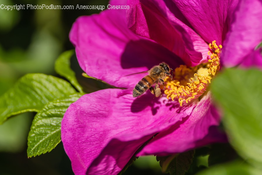 Invertebrate, Bee, Animal, Insect, Honey Bee