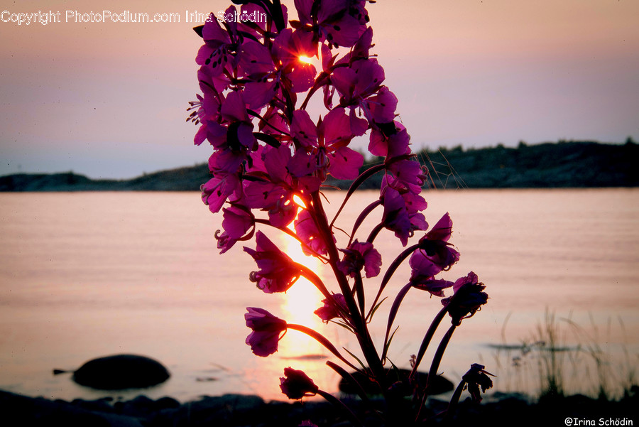 Plant, Leaf, Flare, Light, Tree