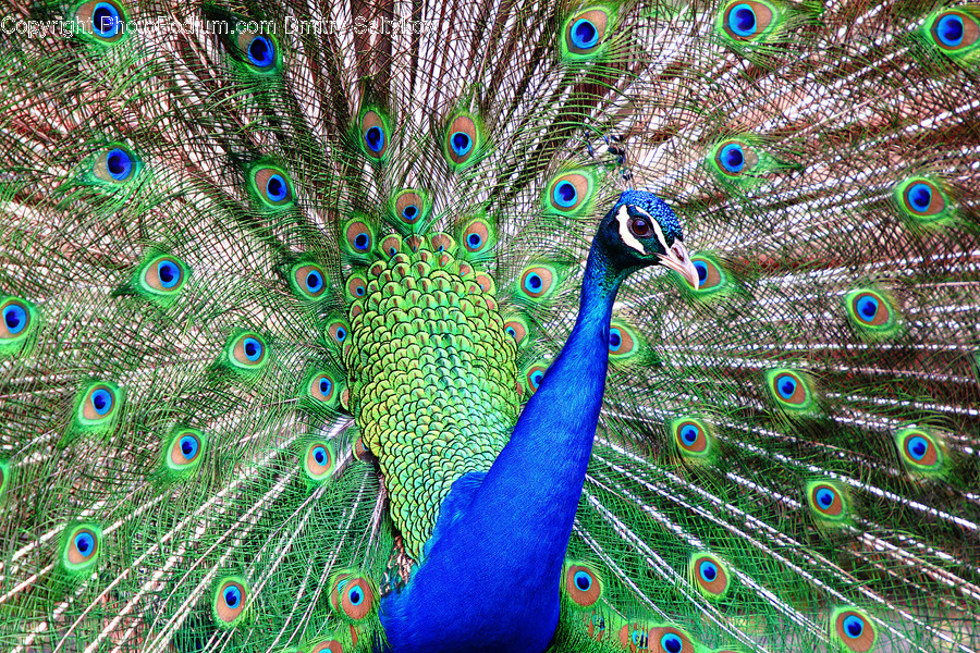 Bird, Animal, Peacock