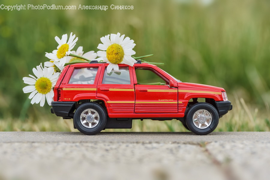 Plant, Flower, Blossom, Daisy, Daisies
