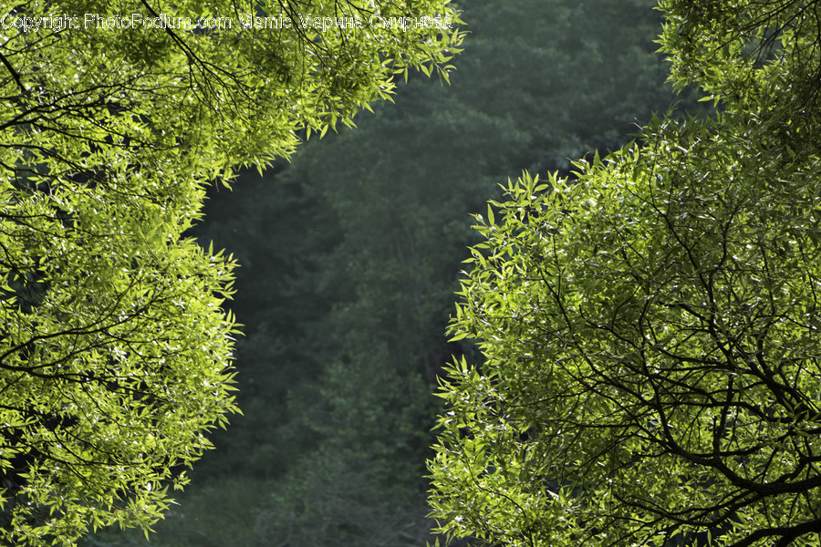 Plant, Vegetation, Tree, Woodland, Land