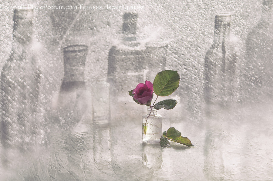 Plant, Rose, Flower, Blossom, Nature
