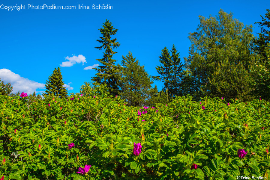Plant, Tree, Fir, Abies, Outdoors