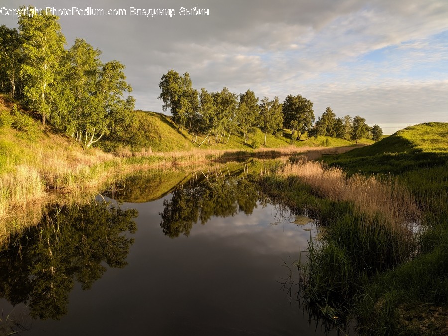 Water, Land, Outdoors, Nature, Swamp