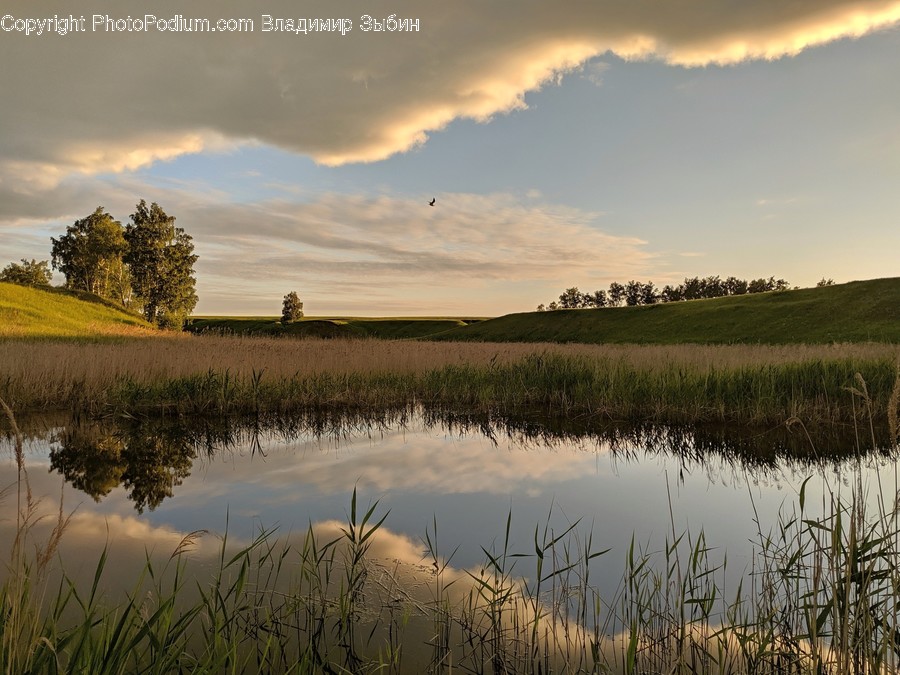 Nature, Land, Outdoors, Water, Bog