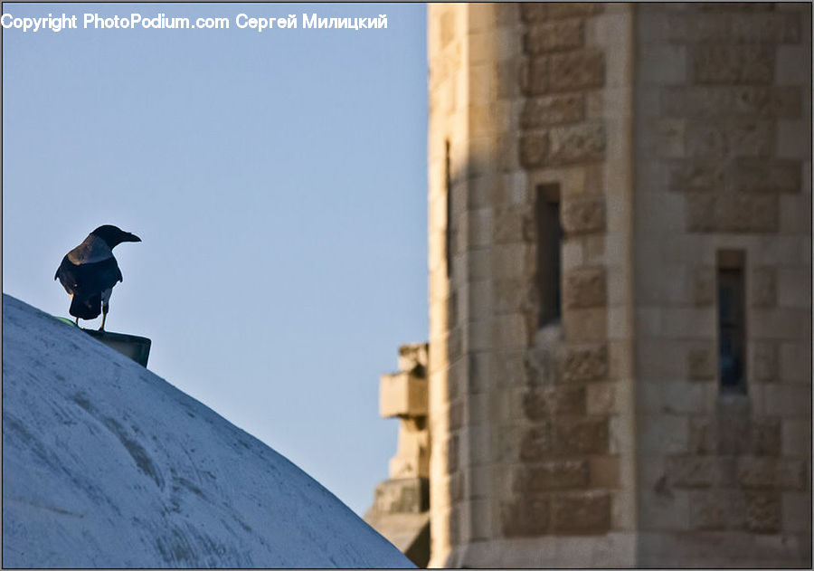 Bird, Magpie, Blackbird, Crow, Architecture, Bell Tower, Clock Tower