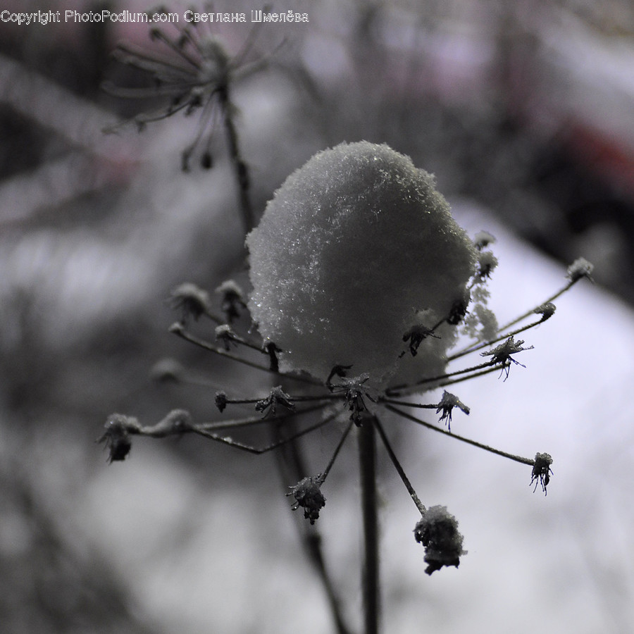 Nature, Outdoors, Ice, Animal, Invertebrate