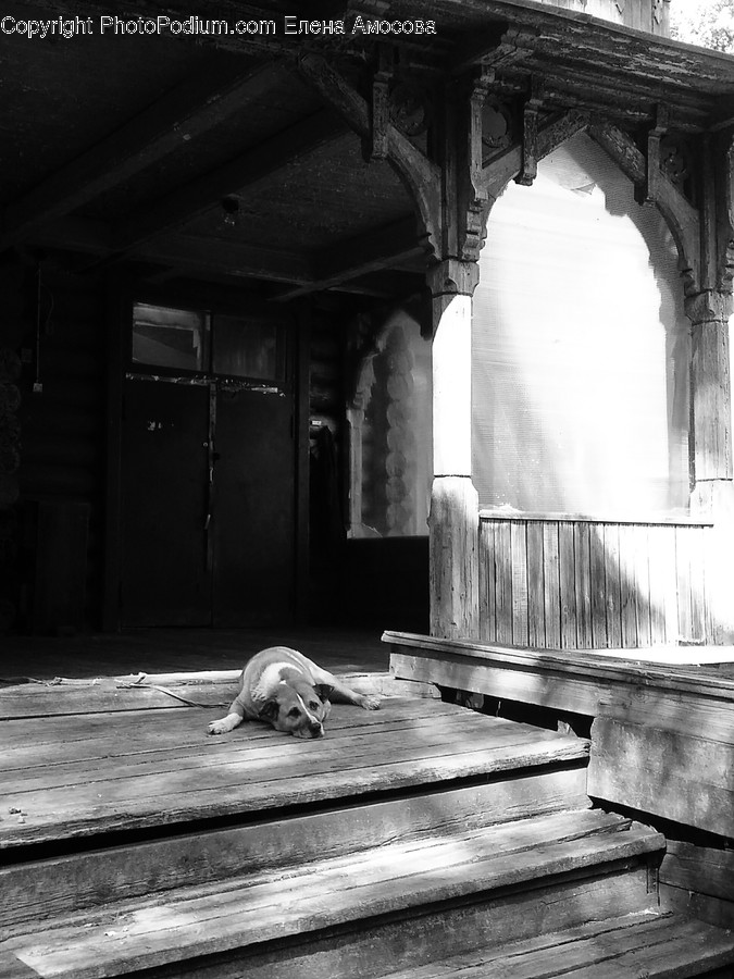 Wood, Dog, Pet, Canine, Animal