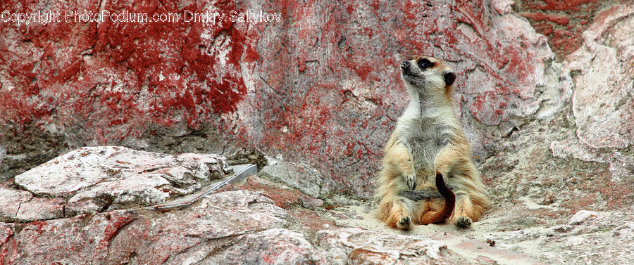 Animal, Wildlife, Meerkat, Mammal, Pet