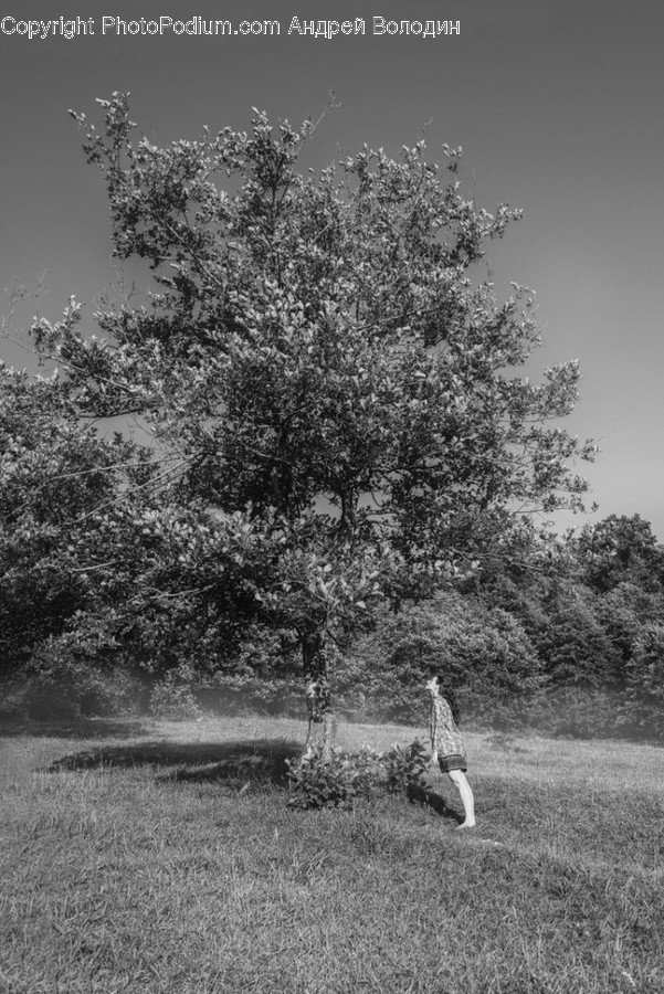 Tree, Plant, Vegetation, Nature, Outdoors