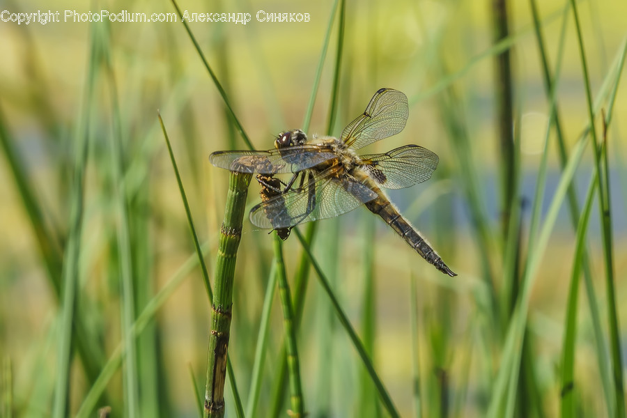 Anisoptera, Invertebrate, Insect, Dragonfly, Animal