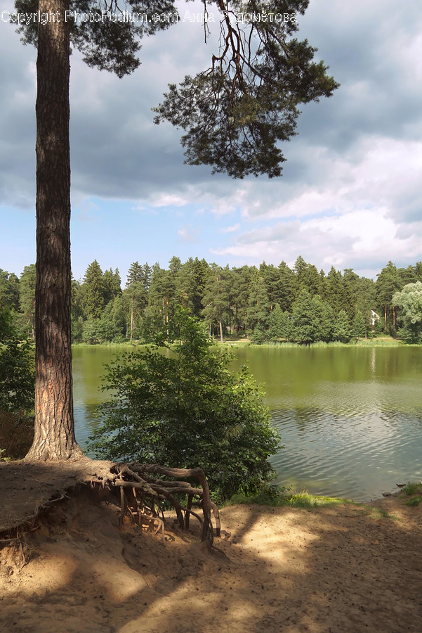 Water, Nature, Outdoors, Plant, Tree