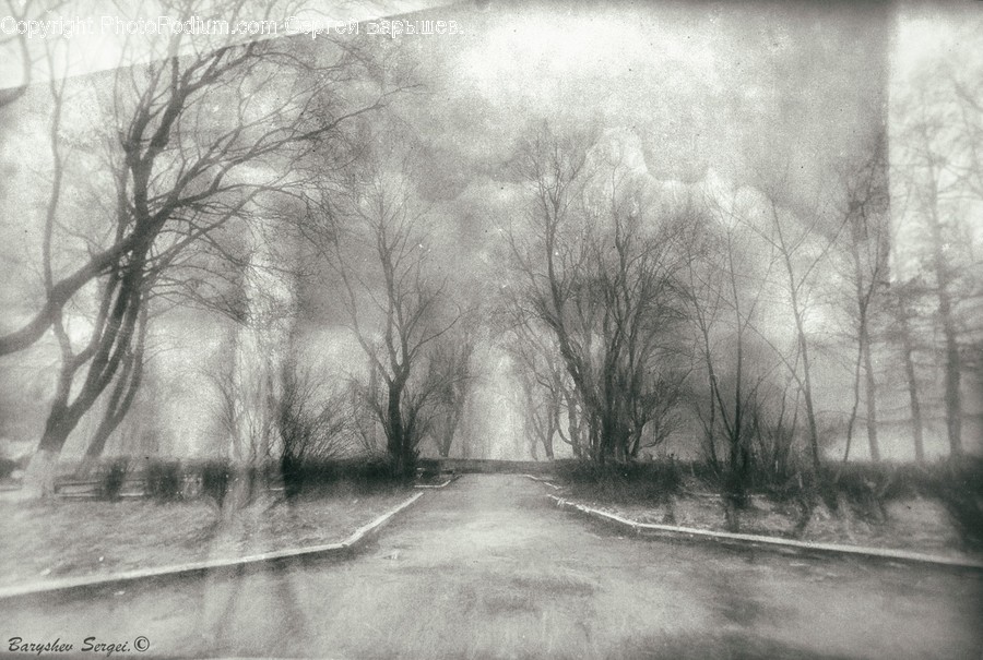 Nature, Outdoors, Road, Fog, Weather