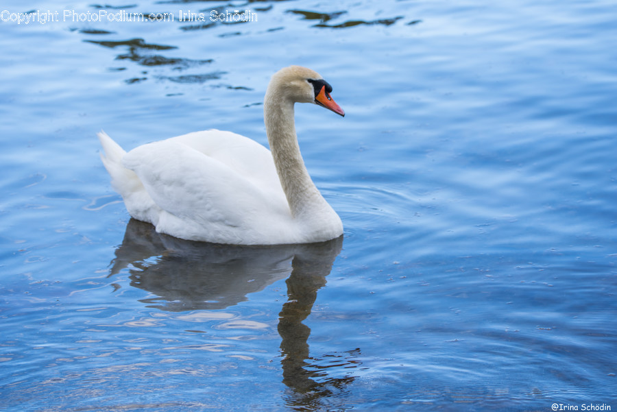 Bird, Animal, Swan, Waterfowl