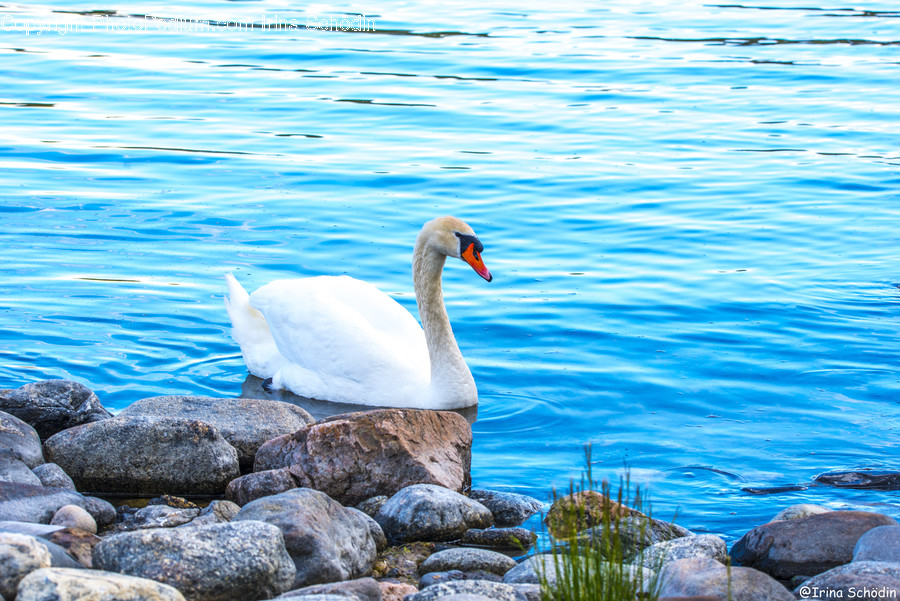 Animal, Bird, Water, Outdoors, Waterfowl