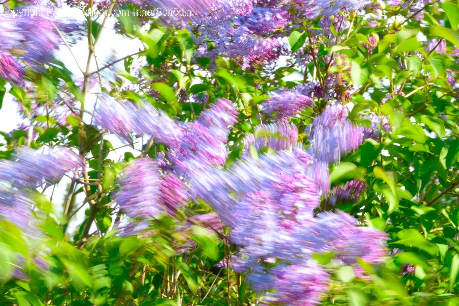 Plant, Blossom, Flower, Spring, Garden